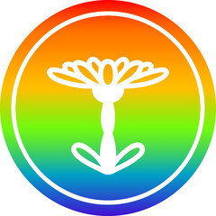 Obraz premium blooming flower circular in rainbow spectrum