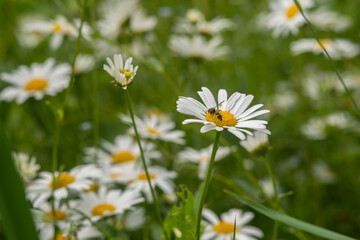 Common daisy (Chamomile) flowers bloom in backyard garden, meadows spring, summer time 