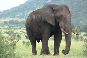 Fototapeta na wymiar Lonely Elephant in the Jungle A Heartfelt Tale 