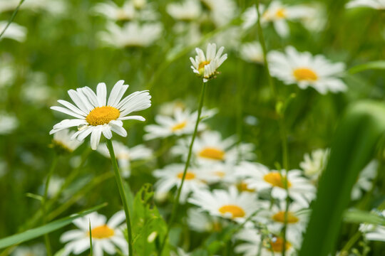Common daisy (Bellis perennis) flowers bloom in backyard garden, meadows spring, summer time 