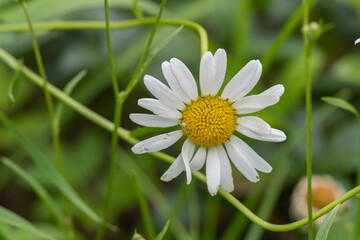 Fototapeta na wymiar Common daisy (Bellis perennis) flowers bloom in backyard garden, meadows spring, summer time 