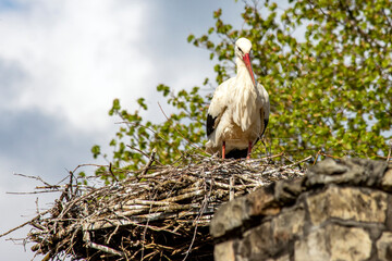 Stork standing in the nest 