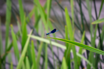 Blue river dragonfly on a leaf of reeds. New Bug, Ukraine.