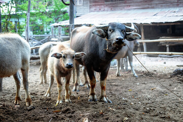 thai buffalo