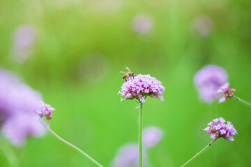 Bee on purple verbena collecting pollen,Spring flower background.