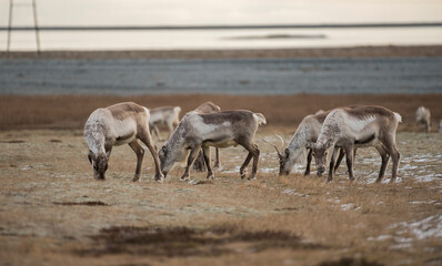Naklejka na ściany i meble Amazing wildlife: A group of reindeer grazing in a field on the south coast of Iceland.