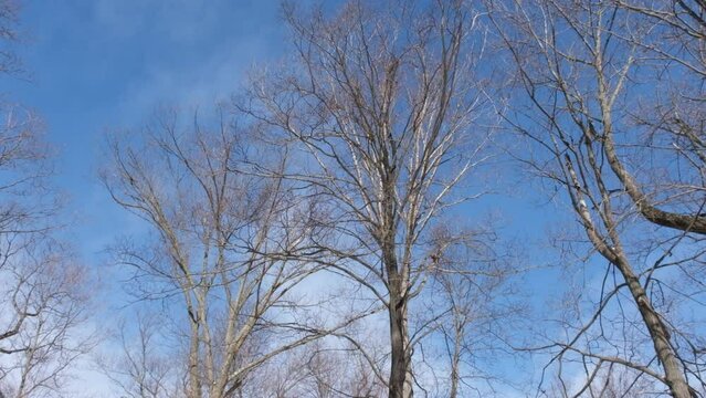 Bare Trees Against Blue Sky In Winter