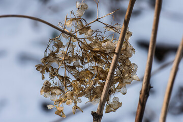 Ice covers the faded flowers of the hortensia on a cold day in spring in the city garden