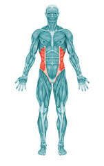 External Oblique Anatomy Muscles 