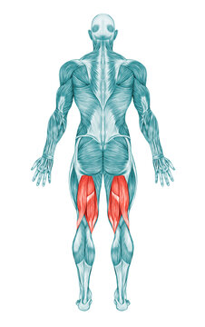 Hamstrings Male Muscles Anatomy Muscle 