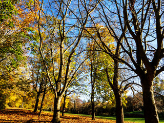 autumn trees in the park