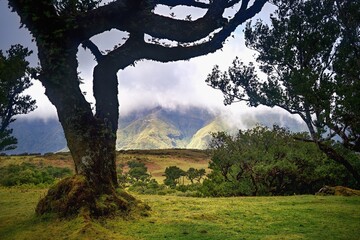 Fanal, ancient laurisilva forest, Madeira, Portugal. UNESCO. View of an old laurel tree in laurel tree forest. 