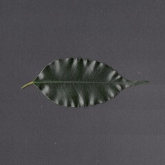 leaf