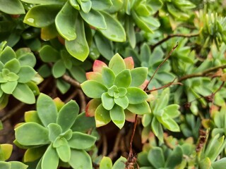 green leaves background