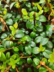 leaves in the garden