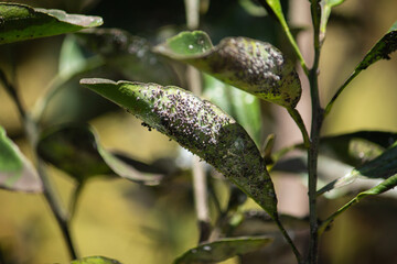 Detail of Cochineal proliferation in plantation. close up view
