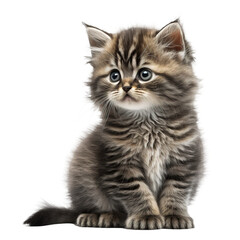 baby cat isolated on background