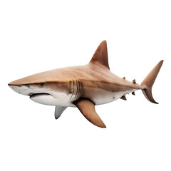 brown shark isolated on white