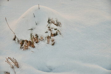 A mound of dry grass covered with snow, close-up. Winter theme