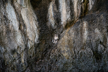 Asian monkey standing on a rock wall in Thailand