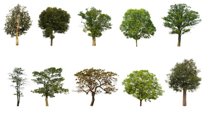 Collection of isolated trees on white background from Thailand. Suitable for use in design, decoration, use for articles and magazines about nature. both in print and on the web with cutting paths