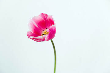 of one pink tulip on a white background