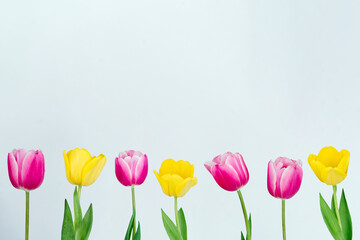 Yellow and pink tulips on a gray background place for text