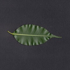 leaf