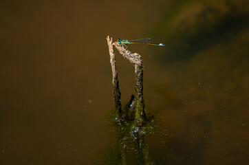 Pretty colored dragonfly on a branch coming out of the water