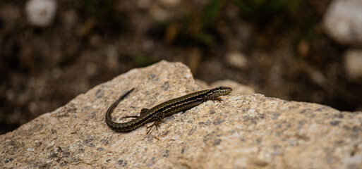 A lizard on a rock with a blurred background.