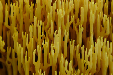 Coral Fungus, Ramaria stricta, Adirondack Forest Preserve, New York, USA
