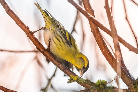 Eurasian siskin on a branch
