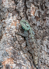 Tree Agama (Acanthocercus atricollis) Marakele National Park, South Africa