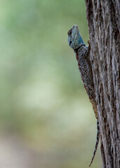 Tree Agama (Acanthocercus atricollis) Marakele National Park, South Africa