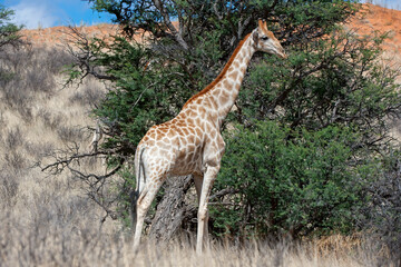 Giraffe ( Giraffa camelopardalis) Kgalagadi Transfrontier  Park, South Africa