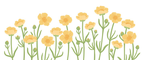 yellow buttercups, field flowers, vector drawing wild plants at white background, floral elements, hand drawn botanical illustration