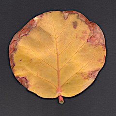 leaf