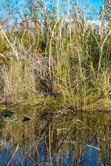 Alligator, (Alligator mississippiensis), Sumpfgebiet,  Safari Park, Everglades-Nationalpark, Florida, USA, Nordamerika