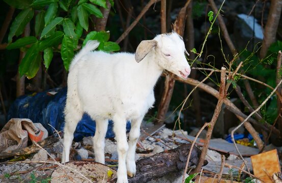 Ch&egrave;vre cabri blanc en Guadeloupe aux Antilles fran&ccedil;aises