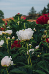 Colorful peony flowers in full bloom in the garden, close up. Summer blooms.
