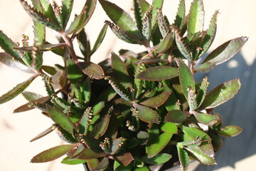 Kalanchoe daigremontiana Żyworódka Daigremonta serrata wąskolistna © Perovskia