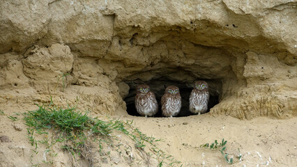 The Little Owls in a Cave in the Danube Delta of Romania