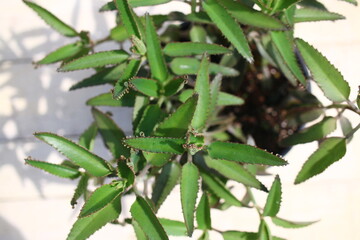 Kalanchoe daigremontiana Żyworódka Daigremonta serrata wąskolistna © Perovskia