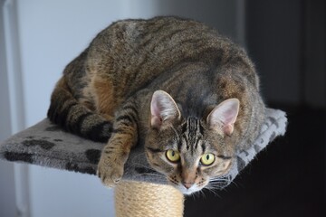 Cute Brown Striped Tabby Domestic Cat Portrait