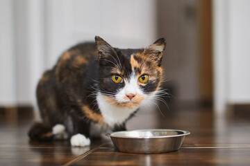 Cute brown cat eating from metal bowl at home. Domestic life with pet. .