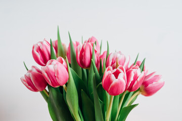 Beautiful bunch of fresh tulips in full bloom against white background. Negative space for text. Spring flowers.
