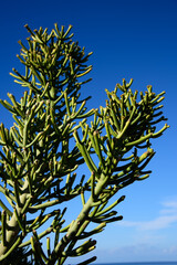 Cactus on blue background, Gran Canary, Spain