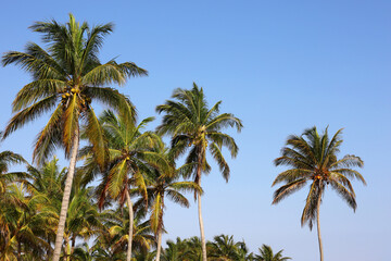 Obraz na płótnie Canvas Coconut palm trees on blue sky background. Tropical beach, paradise nature