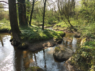 Rivière en sous-bois