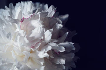 Beautiful white peony petals on a dark background